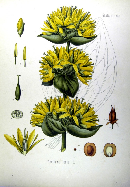 Enzian Litho